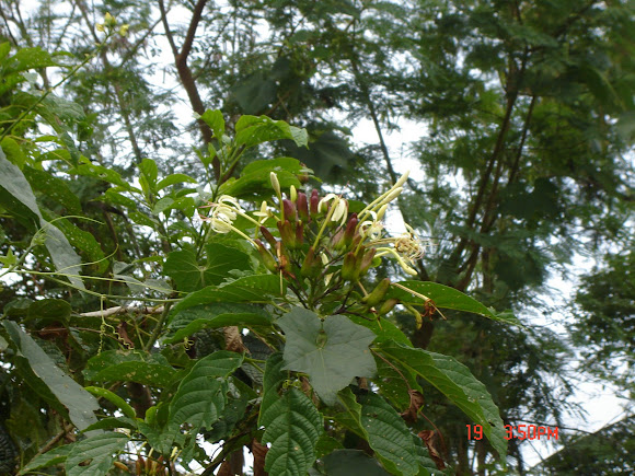 Spotting Image 1