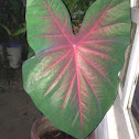 elephant ear