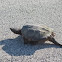 Common Snapping Turtle
