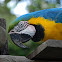Blue and Gold Macaw