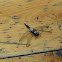 Chalk-fronted Corporal (male)