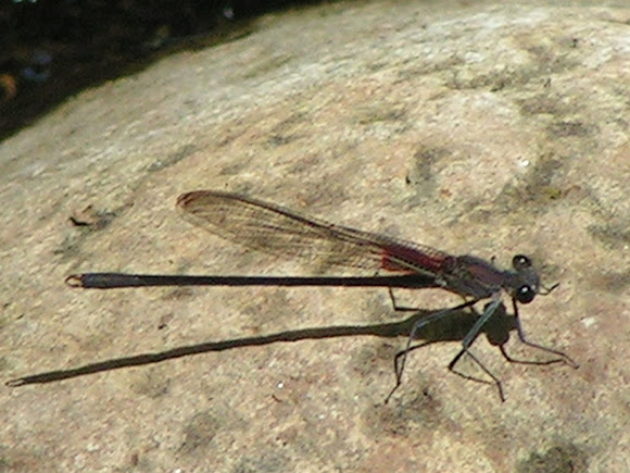 Spotting Image 1