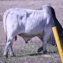Brahama Mixed Cattle