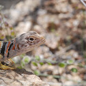 Eastern Collared Lizard