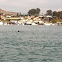 Sea otter
