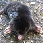 European Mole (Common Mole)