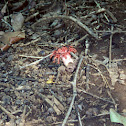 Stinkhorn