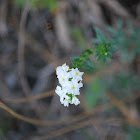 Pineland heliotrope
