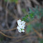 Pineland heliotrope
