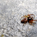 Jumping Spider