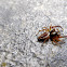 Jumping Spider