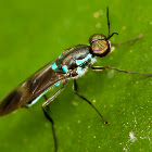 Soldier Fly