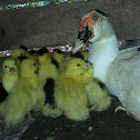 Muscovy duck