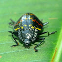 Zig-Zag beetle or Pleasing fungus beetle