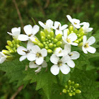Garlic Mustard