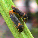 Leafhopper - Broad-headed Sharpshooter