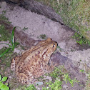Common midwife toad