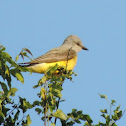 Western Kingbird