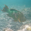 Parrotfish