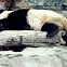 Giant Panda