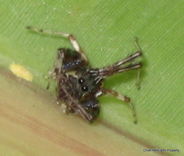 Jumping Spider Female with egg sac ) Project Noah