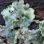 Lichen