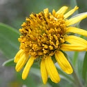 Seaside Oxeye