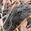California Striped Racer