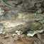 Fungus