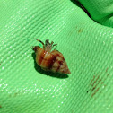 Hermit crab
