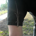 Brown Anole