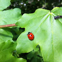 Seven-spot Ladybird