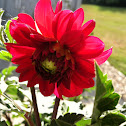 Red Dahlia