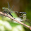 Slender Skimmer