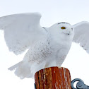 Snowy Owl