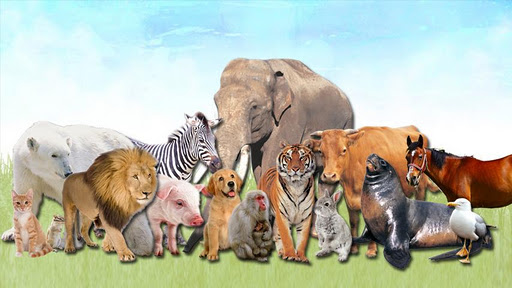 Animals for Kids