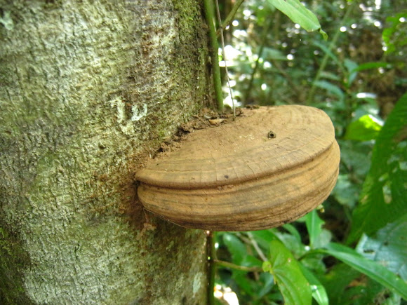 Spotting Image 1