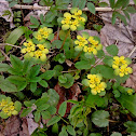 Golden Saxifrage/Premenjalnolistni vraničnik