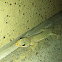 Geckos