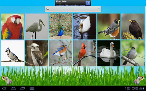 BirdEncyclopedia