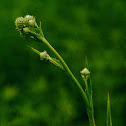Rattlesnake Master