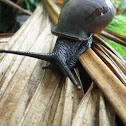 Giant Land Snail