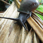 Giant Land Snail