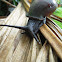 Giant Land Snail