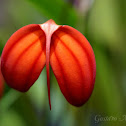 Fire Masdevalia Orchid