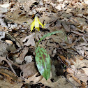 Trout Lilly
