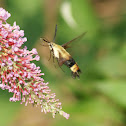 Snowberry clearwing