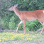 White Tailed deer