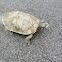 Northern map turtle