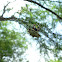 Spiny Orb-Weaver